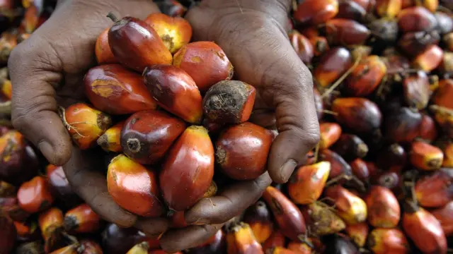 Fruto de la palma aceitera