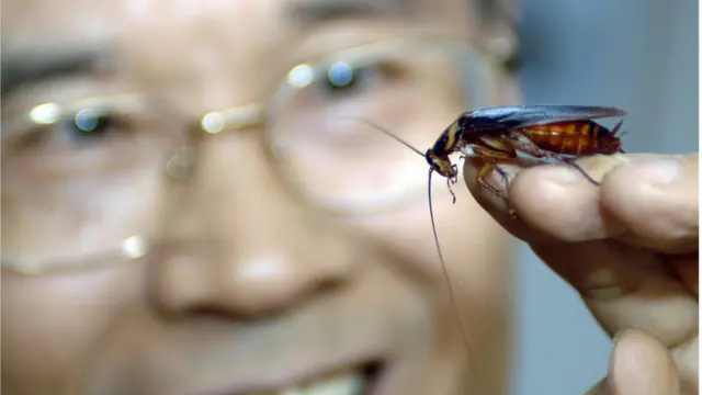 చైనా, బొద్దింకలు