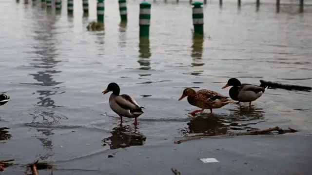 पुरादरम्यान सीन नदीचं पाणी काठ ओलांडून रस्त्यावर येतं आणि त्यात सांडपाणी मिसळतं. 