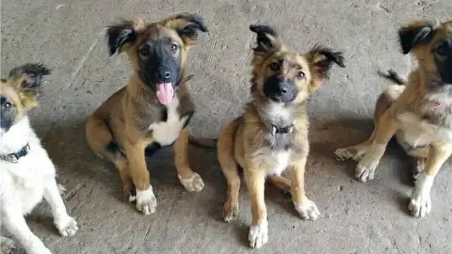 Цуценята Чорнобиля