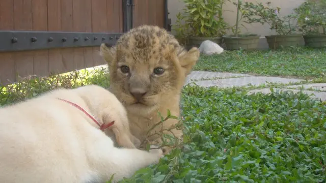 Dog breastfeed an abandoned lion cub in Sri Lanka