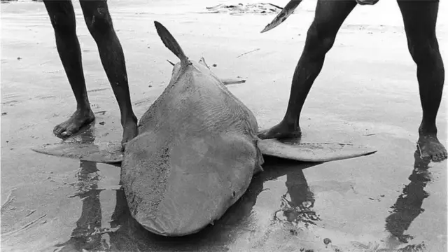 বাংলাদেশের কুয়াকাটা এলাকায় হাঙর ধরে অনেক জেলে।