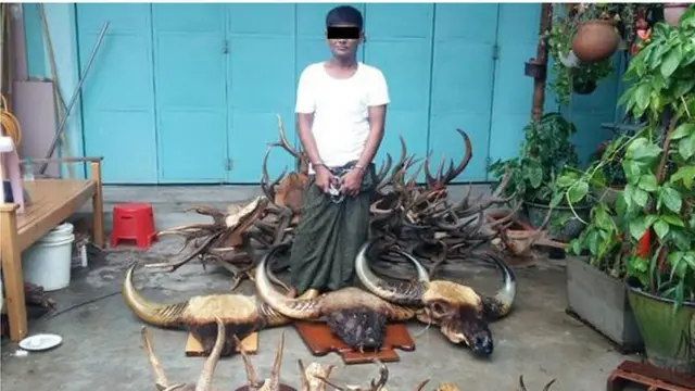 သားရဲတိရစ္ဆာန်ထွက်ပစ္စည်း မှောင်ခိုရောင်းဝယ်သူတွေကိုဖမ်းမိထား