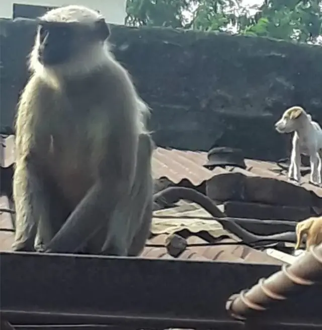 ગલુડિયાઓનો કથિત મૃત્યુઆંક વધવા લાગ્યો તેમ-તેમ ગામમાં અફવાની ચક્કી પણ વેગથી ચાલવા લાગી હતી