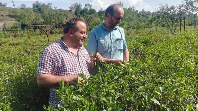 ترکی سے آئے ہوئے ماہرین چائے کا باغ کا دورہ کرتے ہوئے