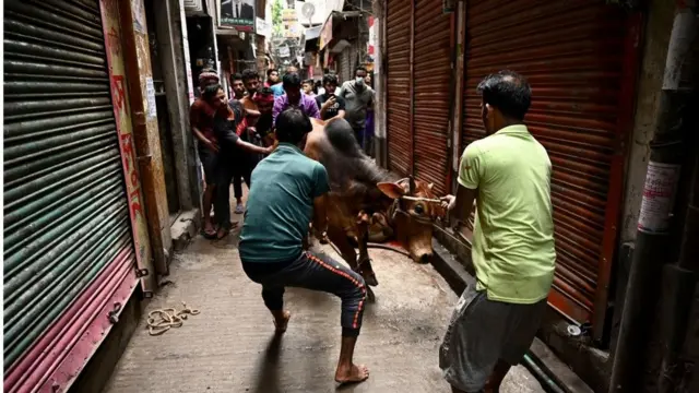 পশু কুরবানি।