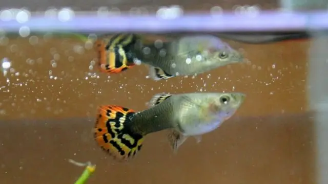 Guppies