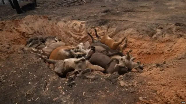 ਆਸਟਰੇਲੀਆ ਦੇ ਖੇਤੀਬਾੜੀ ਮੰਤਰੀ ਬ੍ਰਿਜੇਟ ਮੈਕਿੰਜ਼ੀ ਅਨੁਸਾਰ ਅੱਗ ਕਾਰਨ ਕਰੀਬ ਇੱਕ ਲੱਖ ਪਸ਼ੂ ਮਾਰੇ ਗਏ ਹਨ