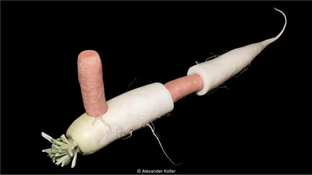 Flauta baixo de cenoura e nabo