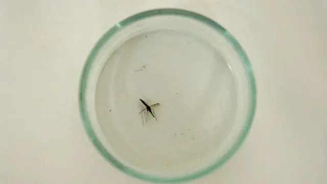 Le nombre total de nouveaux cas de paludisme en Gambie a baissé d'environ 40%