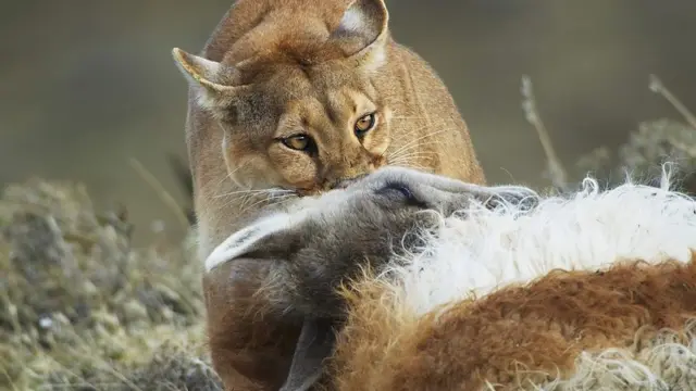 美洲狮萨米安托