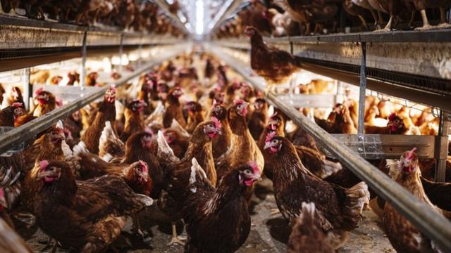 Criaçãobrazino casino 777galinhas