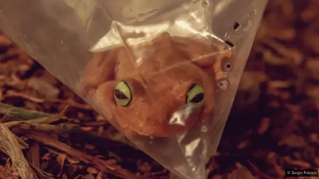 Les brouillards sont euthanasiés sous anesthésie ; ils meurent en moins d'une minute et ne ressentent aucune douleur