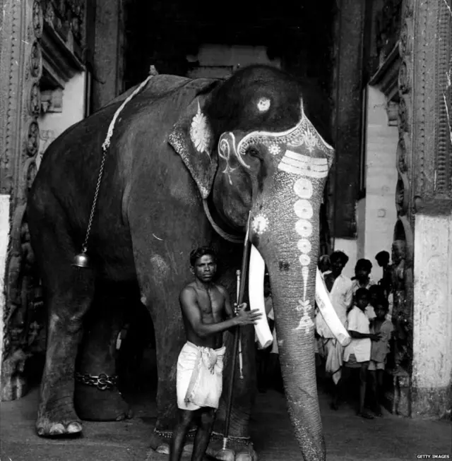 కేరళలో ఏనుగులు