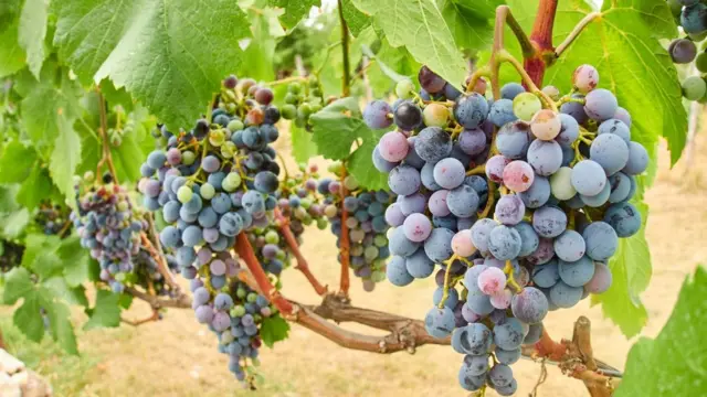 Виноград. Грузия