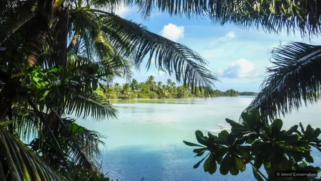 Island Conservation