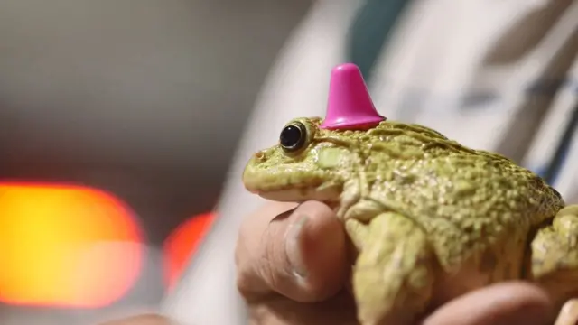 กบ ก็เป็นขวัญใจของหลายคน