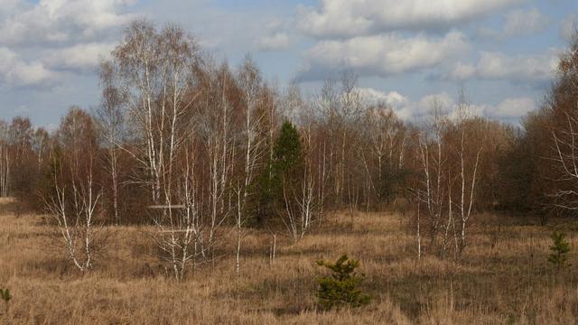 Bosque rojo de Chernóbil.
