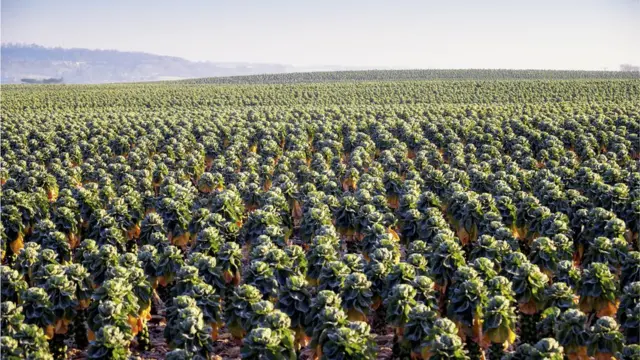 Поле с брюссельской капустой