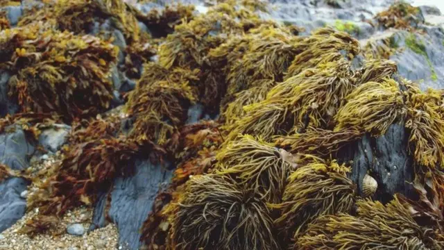 طحالب بحرية