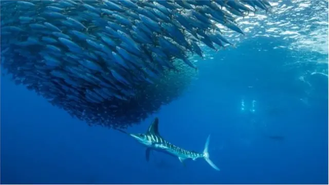 సముద్ర జీవరాశి