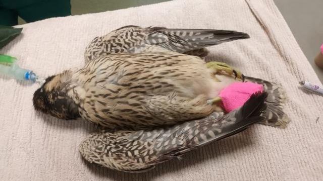 Injured Kestrel and Peregrine caught in netting or is it?