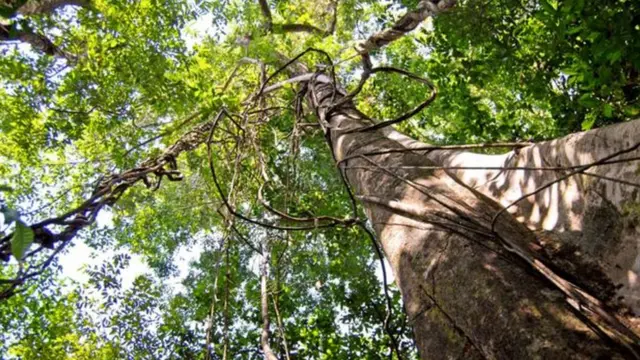 Árvore na floresta amazônica