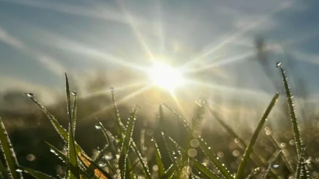 Na pierwszym planie pokryte rosą źdźbła trawy. Za nimi rozmyte, jasne poranne słońce na błękitnym niebie. 