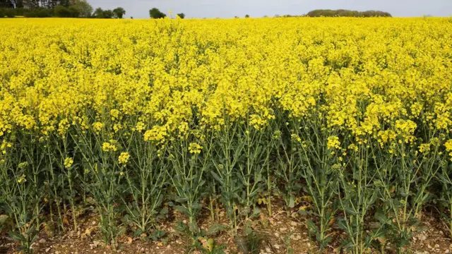 oilseed grape