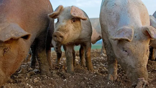 भारतातील लशीमध्ये डुकराचं मांस?