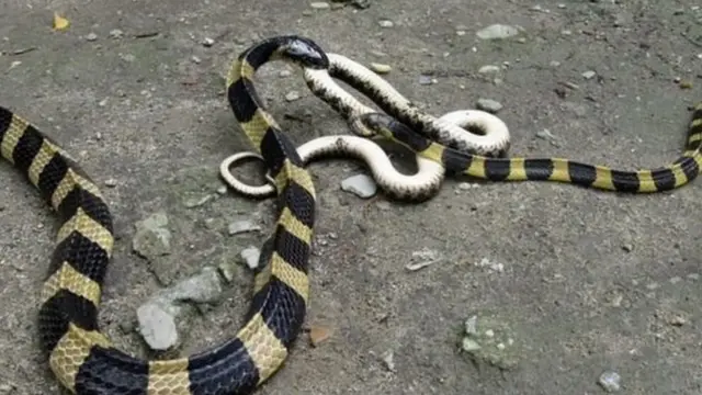 साप, प्राणी