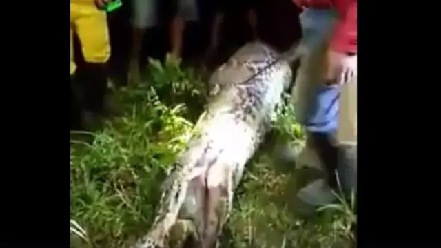 En esta imagen se muestra a un hombre cortando una enorme serpiente con un cuchillo largo, mientras otros residentes miran.