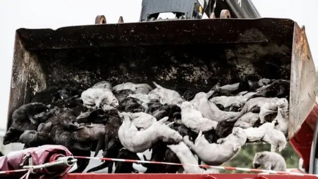 تېر دوبی د کورونا یوه نوي ډول ډنمارک کې میلیونونه مینکان ووژل.