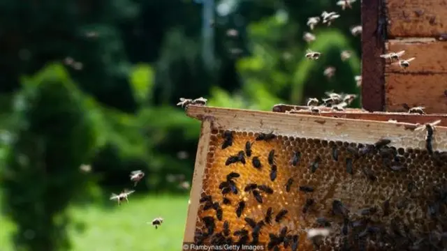 Litva dilindəki biciulis, yəni dost sözünün kökündəki bite, arı deməkdir