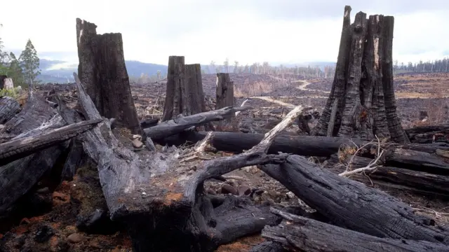 Land clearing and burning damage in Tasmania