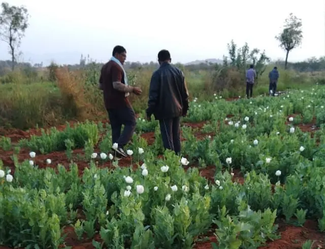 ఓపియం పాపీ