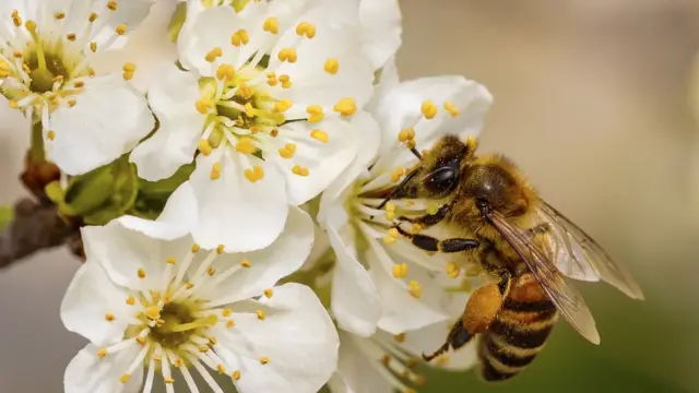 Abeja