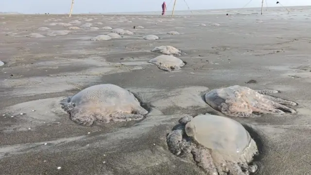 Yashil tangalarda jinsiy aloqa