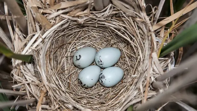 பக்சிராஜனாக மாறி திரும்பி தாக்கும் பறவைகள் - நிஜ சம்பவம்