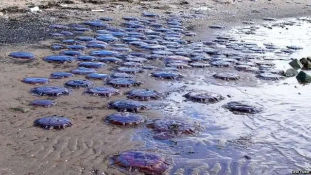 ਵਿਗਿਆਨੀਆਂ ਅਨੁਸਾਰ ਲਾਈਫ ਰਿਵਰਸਲ ਦਾ ਪੂਰਾ ਸੱਚ ਉਸੇ ਵੇਲੇ ਸਮਝਿਆ ਜਾ ਸਕਦਾ ਹੈ ਜਦੋਂ ਇਸ ਜੀਵ ਦਾ ਜਿਨੋਮ ਪੂਰੇ ਤਰੀਕੇ ਨਾਲ ਸੁਲਝਾਇਆ ਜਾ ਸਕੇ