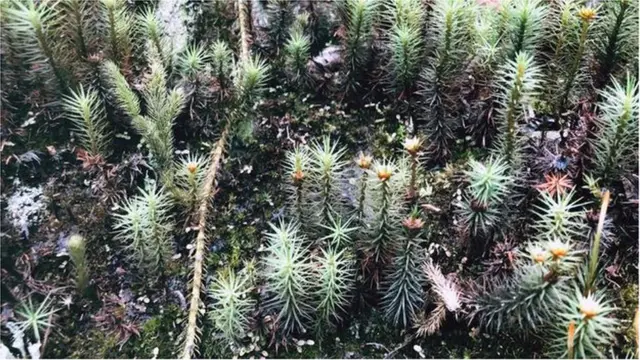 Le parc national abrite des espèces de plantes et d'animaux que l'on ne trouve nulle part ailleurs dans le monde