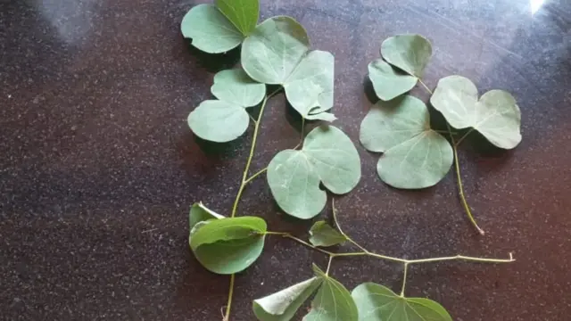 आपट्याची पानं