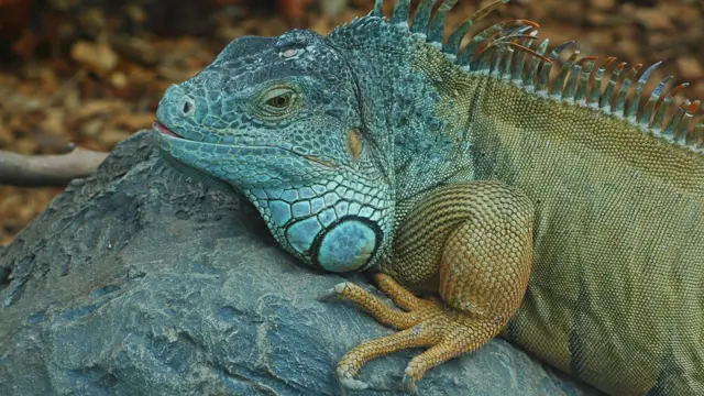 Una iguana