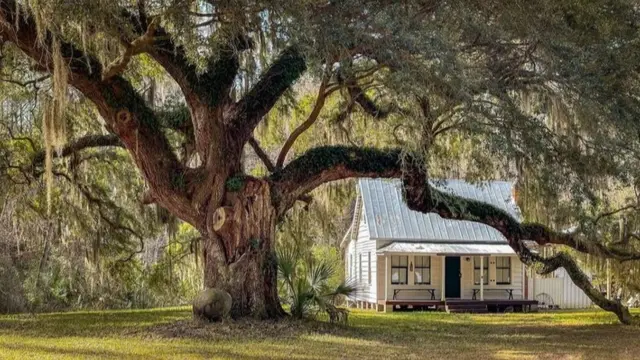 Les cottages Gullah, parfois appelés "maisons à huîtres", font partie intégrante du patrimoine de l'île Daufuskie