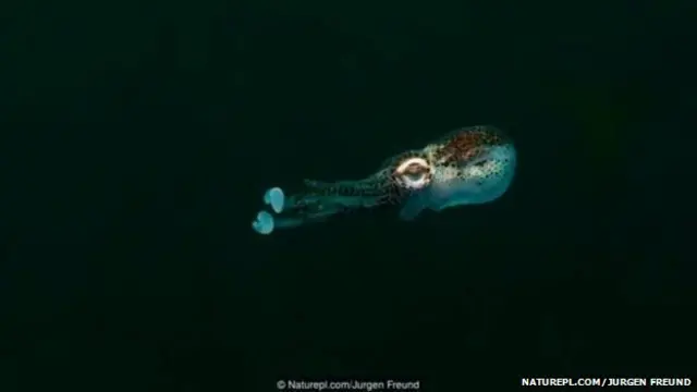 बॉबटेल स्क्विडचा फोटो