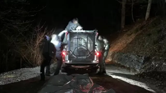 Спіймати тварину вдалося вночі, завдяки собакам єгерів