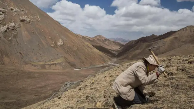 اليرقات الذهبية في الصين