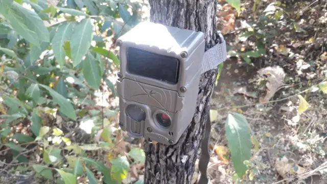 જંગલમાં દીપડાને ટ્રેક કરવા આધુનિક યંત્રોને ઉપયોગ કરવામાં આવી રહ્યો છે