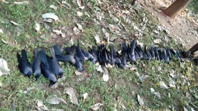 கோயில் உணவை உண்ட பறவைகளும் இறந்துபோயின.