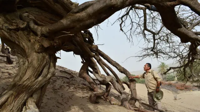 Félix Quinteros junto a un árbol milenario de huarango, Prosopis pallida.